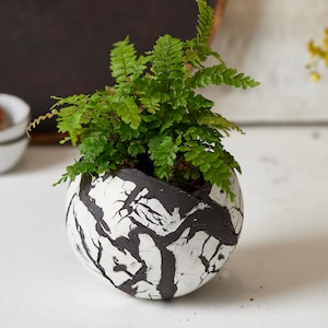 May include: A small green fern plant in a white and black ceramic planter with a crackled finish. The planter is round and has a smooth, glossy surface.