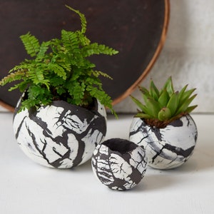 Peut inclure: Trois pots en céramique ronds avec un glaçage craquelé blanc et noir. Les pots sont remplis de plantes vertes.