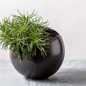 May include: A black ceramic planter with a crack in the side, holding a green succulent plant.