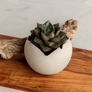 May include: A small succulent plant in a white, egg-shaped planter. The planter sits on a rectangular wooden board with a piece of driftwood. The succulent has dark green and brown leaves. The wood board is a warm brown color.