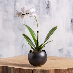 Small Black Ceramic Decorative Succulent Planter, Egg Shape Vase