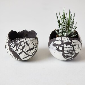 Peut inclure: Deux petits pots de fleurs ronds en céramique avec un motif craquelé blanc et noir. L'un des pots contient une petite plante succulente aux feuilles rayées vertes et blanches. Les pots ont un bord rugueux et texturé.