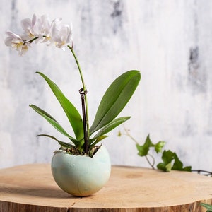 Small Green Ceramic Planter for Cactus | Mini Round Succulent Pot