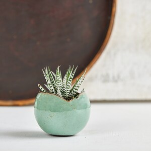 May include: A small, green ceramic planter with a white speckled glaze. The planter is shaped like an egg and has a small crack on the side. A small succulent plant with white stripes on its leaves is growing in the planter.