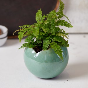 May include: A green ceramic planter with a crack in the side, holding a small fern plant.