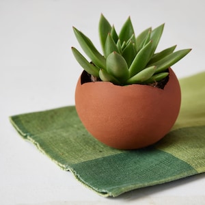May include: A small succulent plant in a terracotta pot shaped like an egg. The pot has a crack on the side. The pot is sitting on a green and white checkered cloth.
