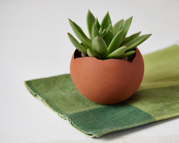 terrarium for air plants Air Plant Terrarium Kit main image 0