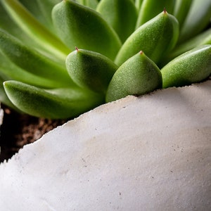 Small White Modern Planter with a Drainage Hole And Saucer Pottery Pot For Succulent And Cactus Unique Pottery Gift image 4