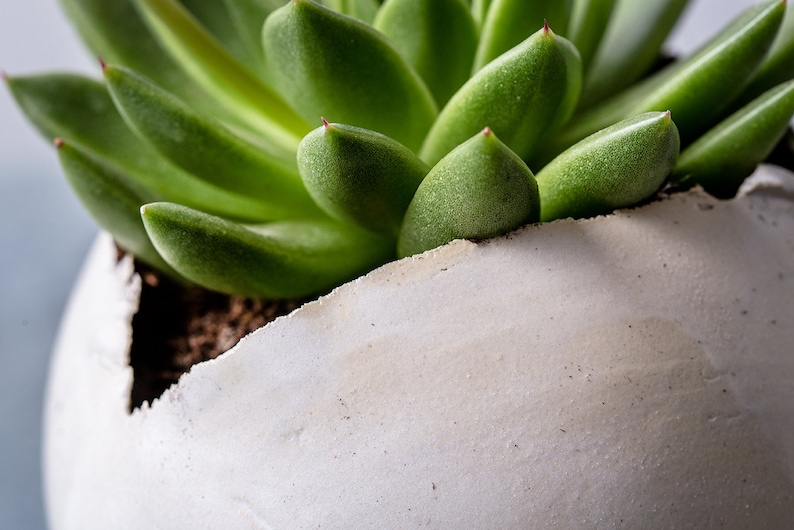 Small White Modern Planter with a Drainage Hole And Saucer Pottery Pot For Succulent And Cactus Unique Pottery Gift image 4