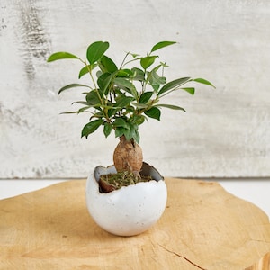 May include: A small green ficus bonsai tree in a white ceramic pot with a chipped edge. The pot is sitting on a wooden surface.