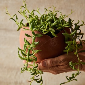 May include: A green succulent plant growing in a broken terracotta pot. The pot is being held by a person's hands.