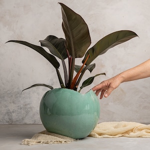 May include: A dark green ceramic planter with a crack in the side, holding a houseplant with dark green leaves and red stems. The plant is partially obscured by a hand reaching towards it.