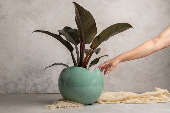 olive tree potted plant XL Potted Indoor Olive Tree | 170200cm