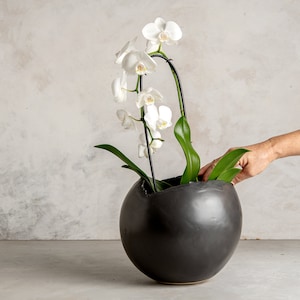 May include: A white orchid plant with green leaves in a black, round, cracked ceramic pot.