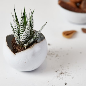 May include: A small succulent plant with green and white striped leaves is planted in a white, egg-shaped ceramic pot. The pot has a rough, textured rim. The background is white, with a blurred view of a white bowl and some decorative items.
