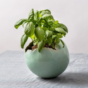 Peut inclure: Un pot en céramique vert en forme d'œuf avec une fissure sur le côté, contenant un petit plant de basilic vert.