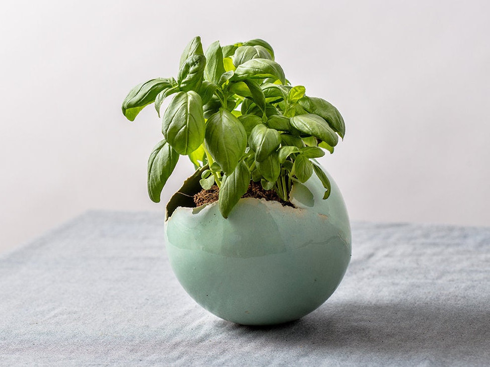 Vaso da fiori poco profondo in ceramica bianca rotonda da 6 pollici creativo con