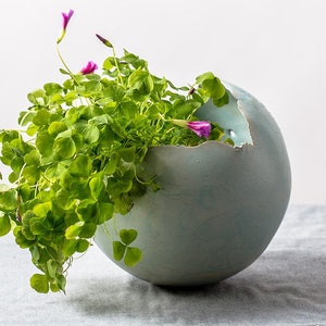 Op de afbeelding: Een lichtblauwe, gebarsten, bolvormige pot met een groene plant met roze bloemen die eruit groeien.