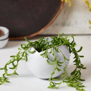 May include: A white ceramic planter shaped like an egg with a small green succulent plant growing inside. The plant is trailing over the edge of the planter.