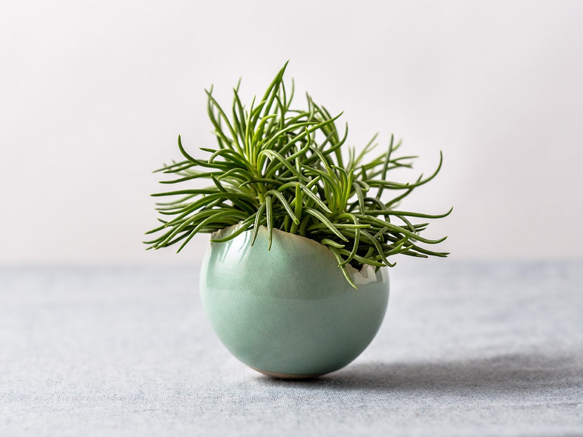 Petite Jardinière en Céramique Verte | Mini Pot Succulent Bol Décoratif Rond