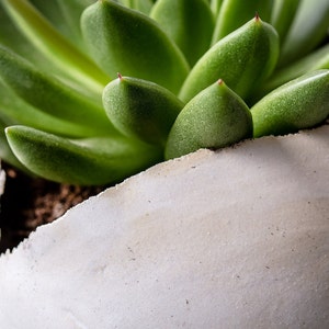 Large White Ceramic Planter for Succulent or Flowers, Egg Shape Vase, Wedding Gift, Contemporary Indoor Plant Round Pot image 5