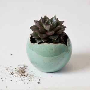 May include: A small succulent plant with dark green leaves grows in a light blue ceramic pot with a crack on the side. The pot is sitting on a white surface with some dirt scattered around it.