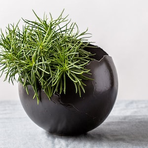 May include: A black ceramic planter with a crack in the side, holding a green succulent plant.