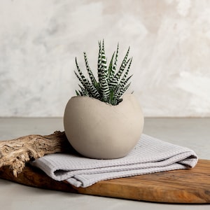 May include: A small green succulent plant with white stripes grows in a light gray egg-shaped planter. The planter sits on a folded gray cloth on a wooden cutting board.
