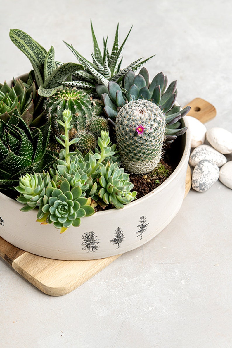Multi Succulent Handmade Indoor Ceramic Planter, Housewarming / Birthday Gift, Unique Succulents Planter Pot image 7