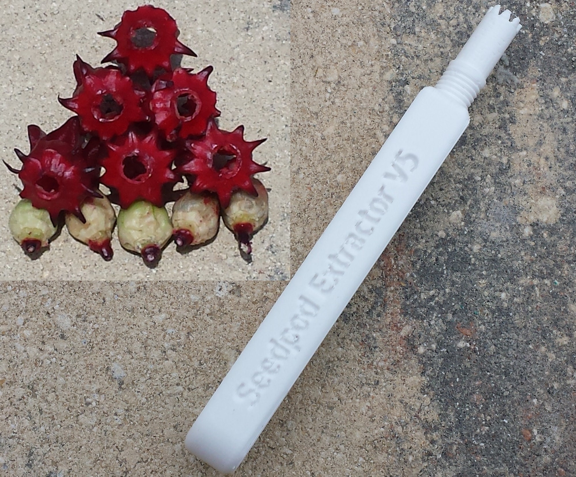 Deseeding 3D Printed Sorrel (roselle Hibiscus) De-seeding / Deseeding Tool ...