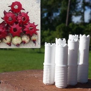May include: A group of red, spiky, dried fruit pods arranged in a triangle shape.  Five white plastic plugs with a spiky top are arranged in a row on a brick surface.