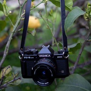 May include: A black Yashica FX-3 Super 2000 camera with a black leather strap hanging from a lemon tree. The camera lens is centered, with the brand name "Yashica" visible. Yellow lemons and green leaves are in the background.