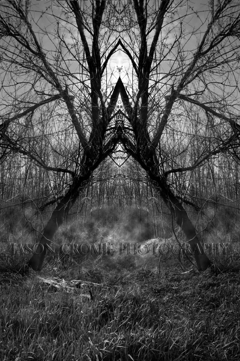 Pode incluir: Fotografia a preto e branco de uma cena florestal. Duas &aacute;rvores grandes emolduram a imagem, com os seus galhos espelhados. O ch&atilde;o est&aacute; coberto de relva e n&eacute;voa. O texto "JASON CROMIE PHOTOGRAPHY" est&aacute; na parte inferior.