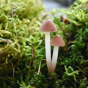 Handmade Mini Terrarium Mushroom Grouping