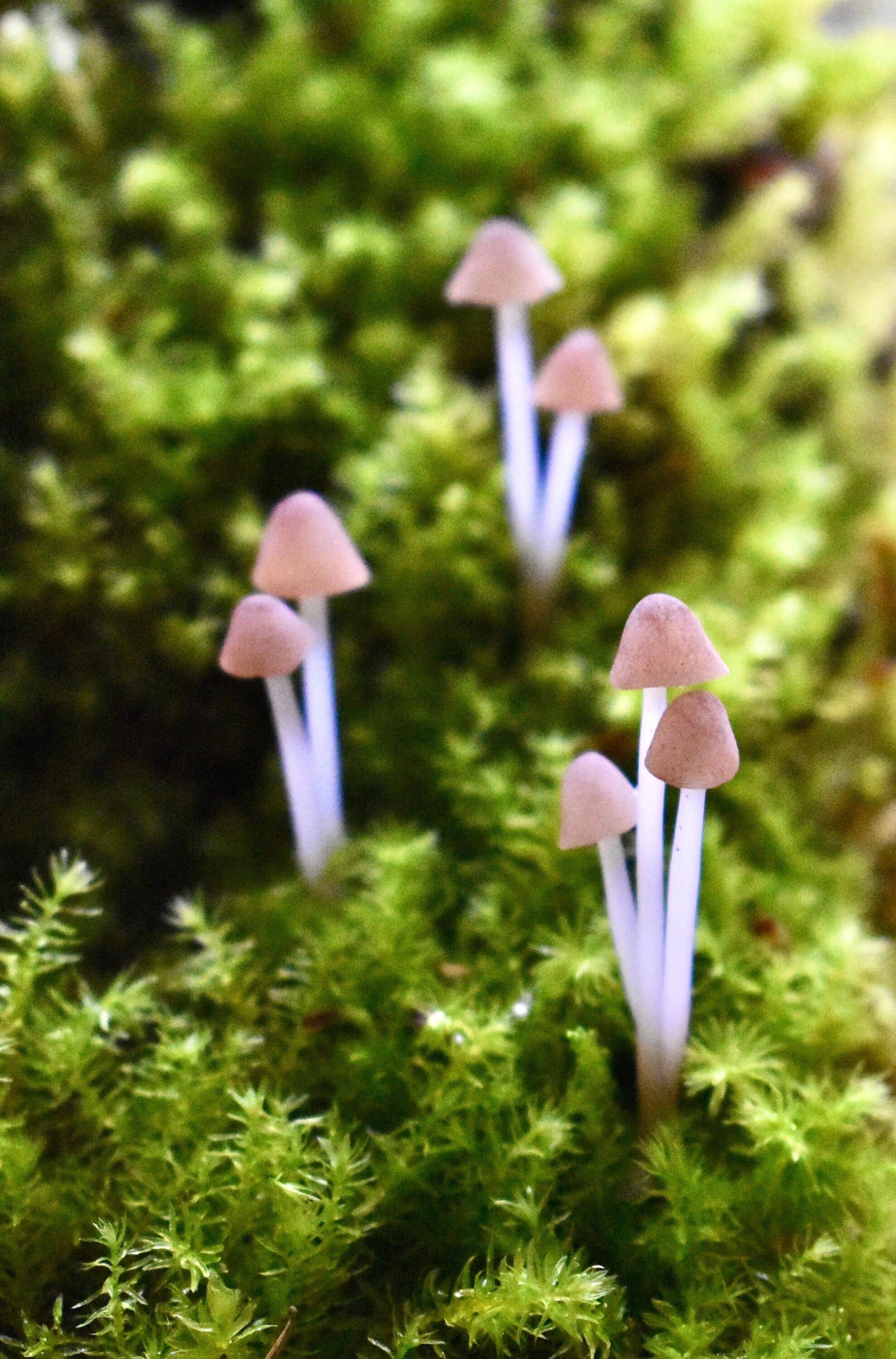 12pcs-red / White Lacquer Mushrooms-fake Mushrooms-artificial