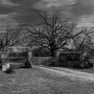Creepy, barren tree branches hanging over an old, farm gate in black and white. Photographic print ready to be framed and displayed.