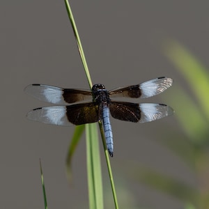 May include: A black and white dragonfly with blue wings perched on a green stalk of grass.