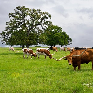 Longhorn cows grazing in a green pasture with some large trees. Photographic print ready to be framed and displayed.