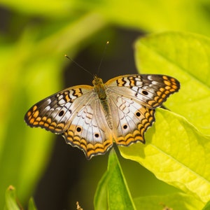May include: A white butterfly with black and orange markings rests on a green leaf. The butterfly has white spots on its wings.