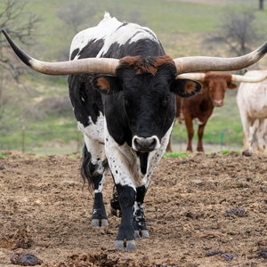Black and White Longhorn bull looking like its getting ready to charge. Photographic print ready to be framed and displayed.