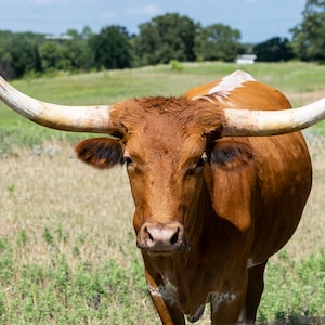 Closeup of a brown Longhorn cow with curved, white horns. Photographic print ready to be framed and displayed.