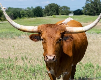 Closeup of a brown Longhorn cow with curved, white horns