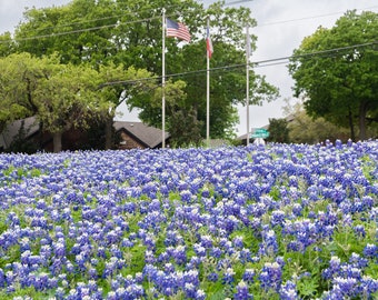 Field full of Bluebonnet flowers with American and Texas flag