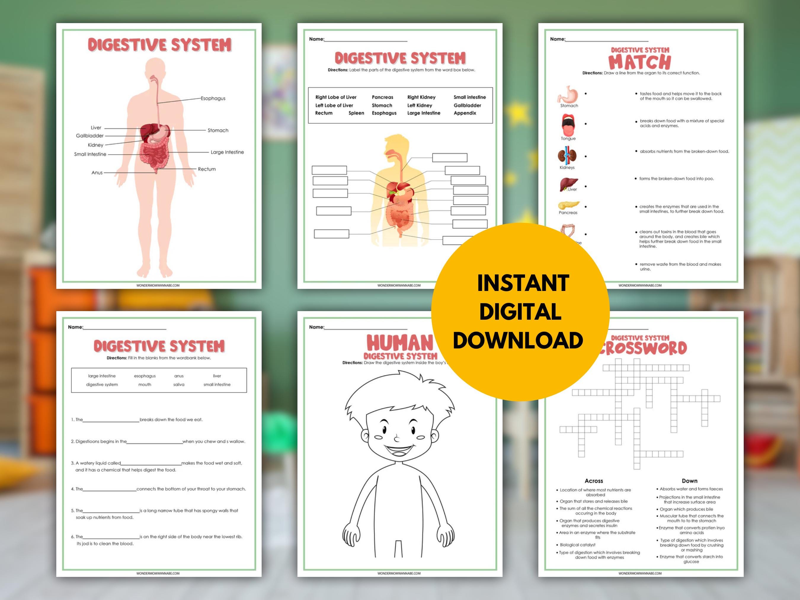 Digestive Problems Activity Digestive System Activity Set | Printable Anatomy Worksheets | Body ...