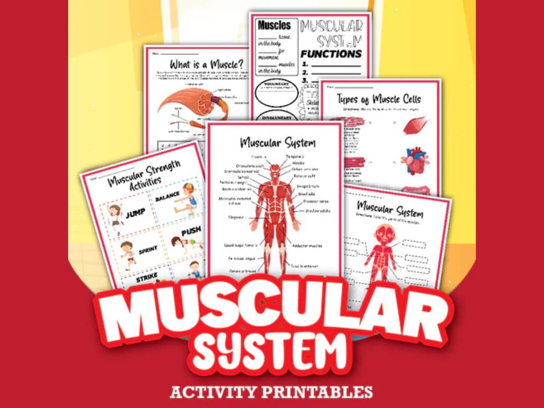 Muscular System Activity Set | Printable Anatomy Learning Activity With ...