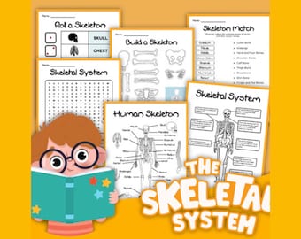 Aktivitetsset för skelettsystemet | Utskrivbart arbetsblad om ben och leder för barn | Lektion i människokroppen | STEM-inlärningsaktivitet om anatomi