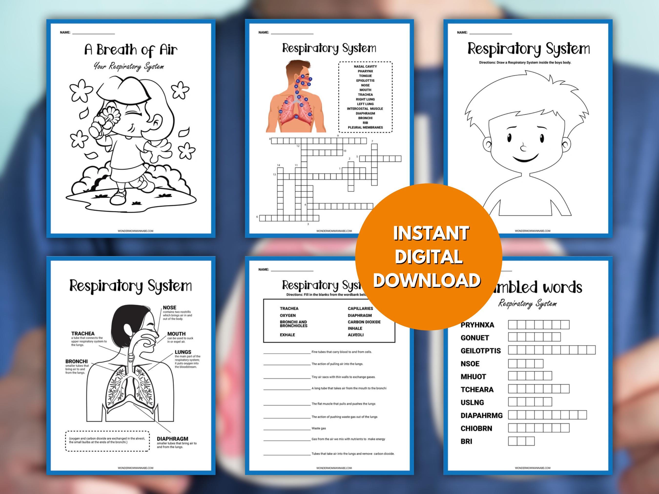 Lungs Worksheet.pdf Respiratory System Worksheets for Kids | Printable Activity Pack ...