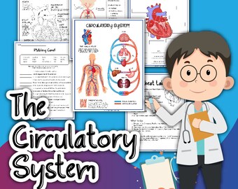 Circulatory System Activity Printables - Etsy