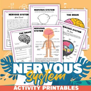 Nervous System Activity Set | Printable Worksheets for Kids | Brain Labeling Aid | Science Class Kit | Homeschool & Classroom Activity