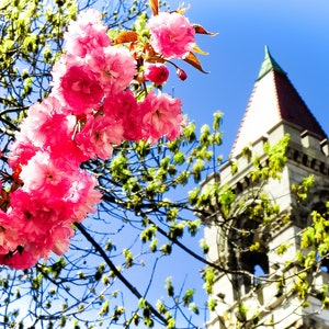 Könnte beinhalten: Ein Ast eines Baumes mit rosafarbenen Blüten in voller Blüte vor einem blauen Himmel. Im Hintergrund ist ein hohes Gebäude mit rotem Dach und einem Uhrturm zu sehen.